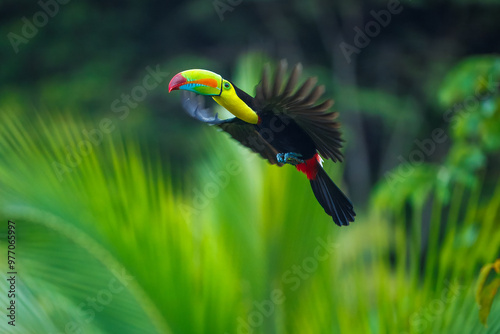 Flying Keel-billed toucan (Ramphastos sulfuratus), also known as sulfur-breasted toucan or rainbow-billed toucan, is a colorful Latin American member of the toucan family. In flight. Best photo. photo