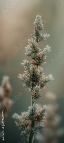 Close-Up of Brown Seed Pods Against a Soft Focus Green and Blue Background