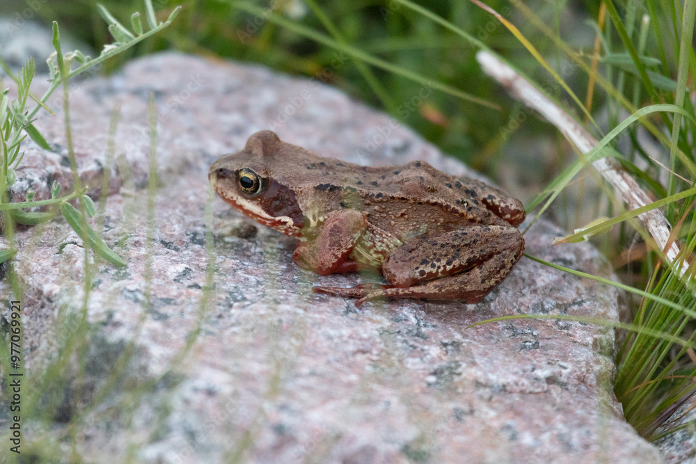 Fototapeta premium Common frog sitting on a large stone close up