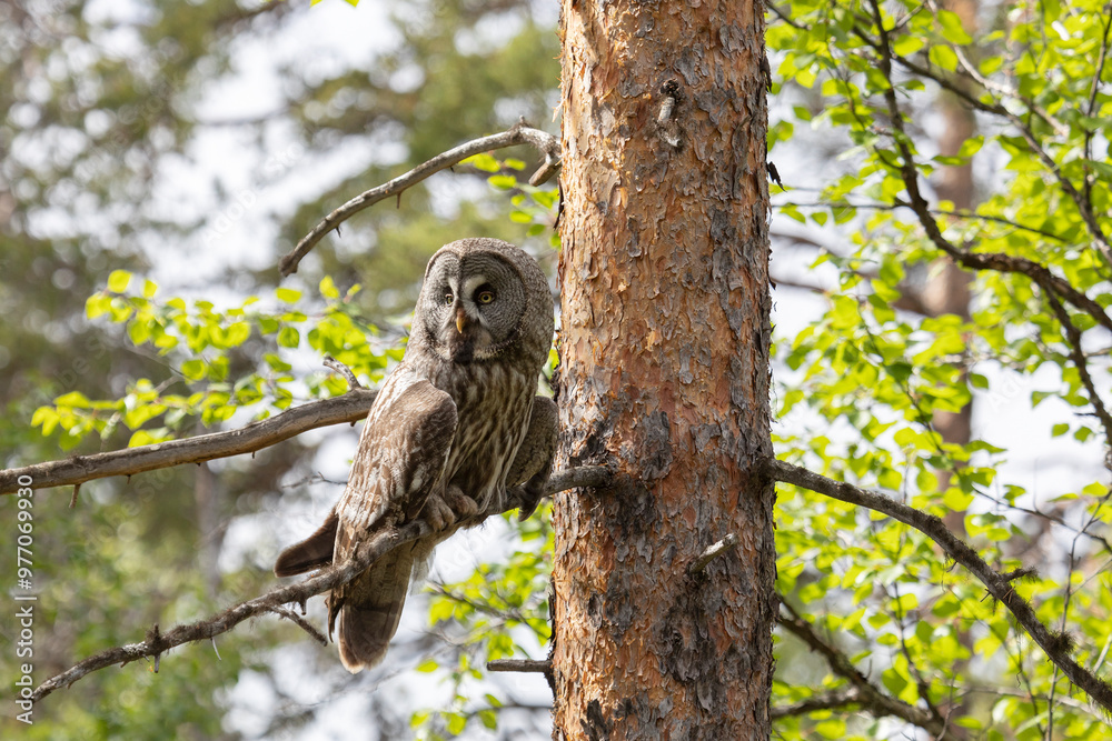 Great gray owl sitting on a tree branch close up Great gray owl sitting on a tree branch close up