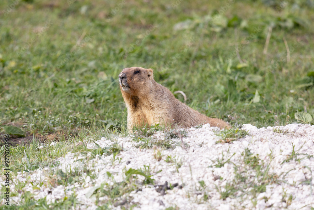 Naklejka premium Marmot bobak lies on the grass close-up