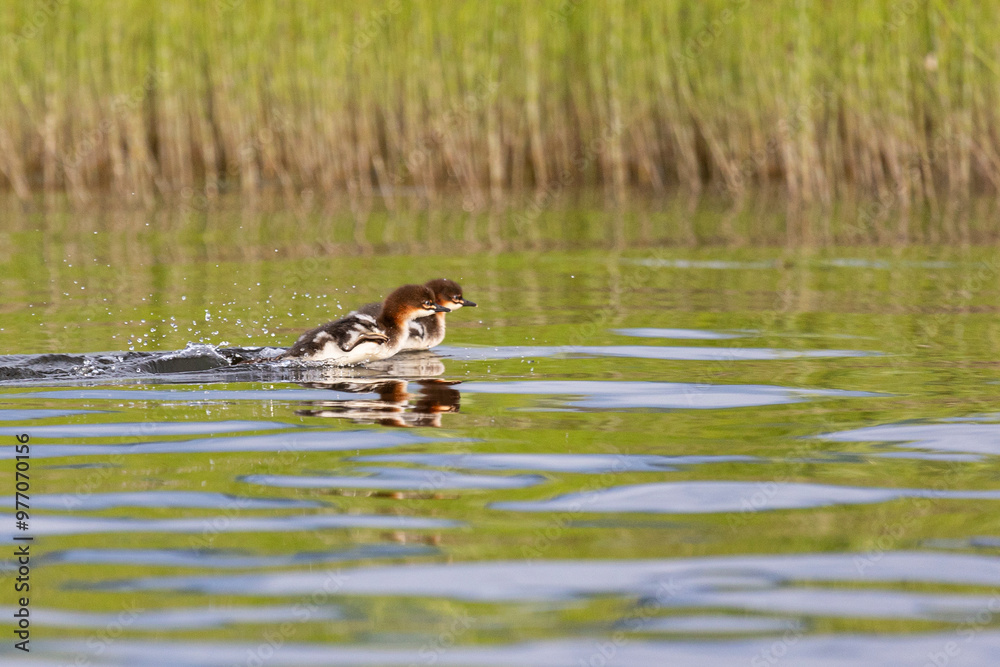 Two chicks are running on the water, splashing all around Two chicks are running on the water, splashing all around