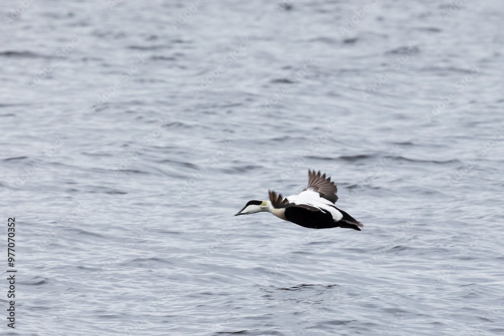 Male Eider flying over the water, close-up Male Eider flying over the water, close-up