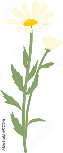 Daisy flower illustration