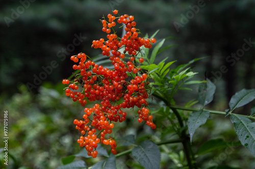 red berries on a bush photo