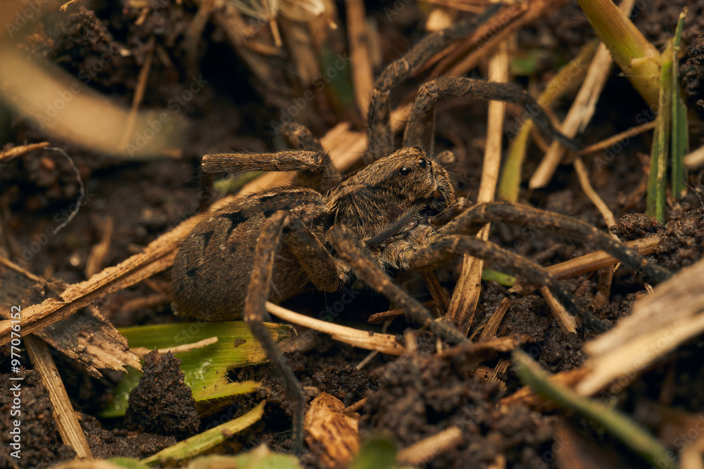 a spider with a hundred feet passing underneath