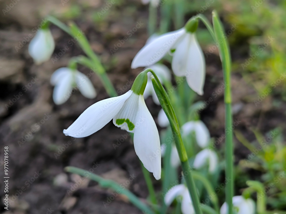 blooming snowdrops in the spring growing in the garden blooming snowdrops in the spring growing in the garden