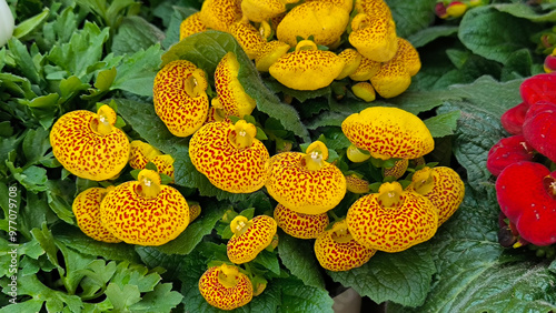 calceolaria plant in bloom with yellow balloon shaped flowers close up photo