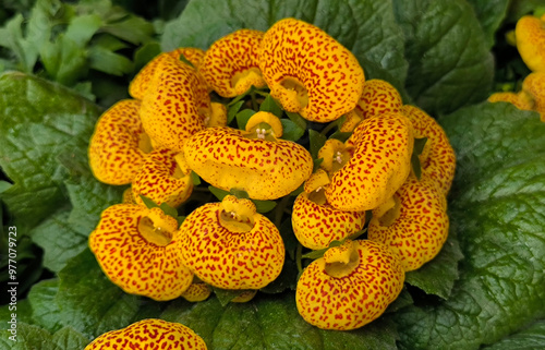 calceolaria plant in bloom with yellow balloon shaped flowers close up