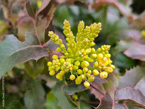 blooming mahonia bush in spring close up