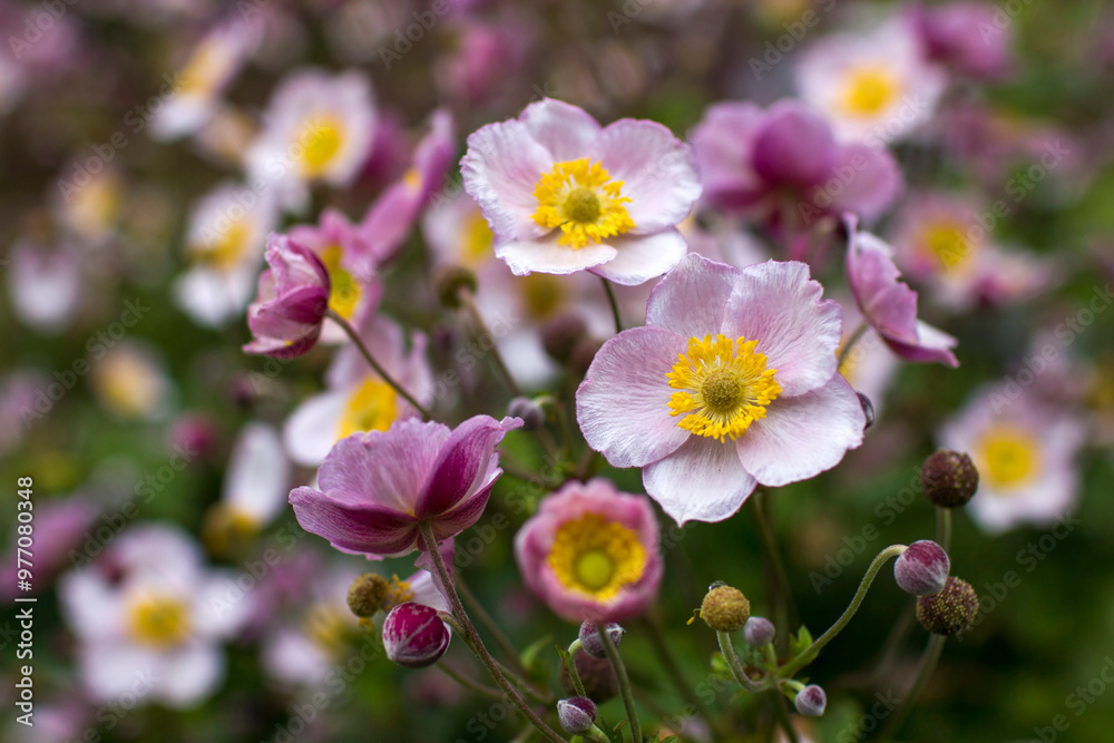 anemone flowers in the garden - summertime anemone flowers in the garden - summertime