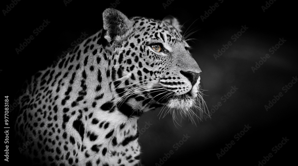 An elegant black and white shot of a majestic leopard in a dark setting An elegant black and white shot of a majestic leopard in a dark setting
