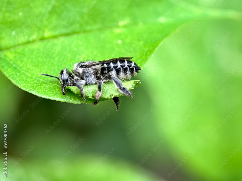 Close up of leaf cutting bees, The alfalfa bee (Megachile rotundata), macro shot of alfalfa bee that is cutting leaves Close up of leaf cutting bees, The alfalfa bee (Megachile rotundata), macro shot of alfalfa bee that is cutting leaves