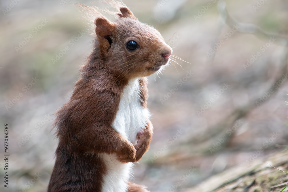 Portrait of a squirrel Portrait of a squirrel
