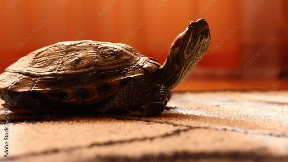 People care for and play with a pet red-eared turtle. People care for and play with a pet red-eared turtle.
