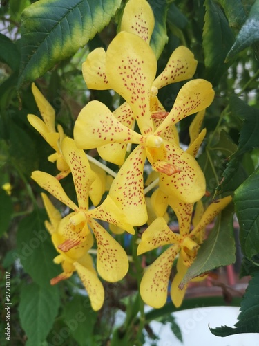 Yellow orchids, orchids, yellow orchids have 5 petals, each of which has scattered red spots. photo