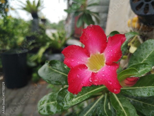 Wallpaper Mural Close up a Azalea flowers pink color flowers on the background. Torontodigital.ca