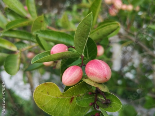 Carissa carandas L., Bengal-currant, Carandas-plum, Karanda, Pink fruits have a sour and astringent taste. photo