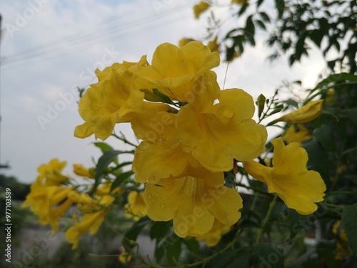 Yellow elder, Trumpetbush, Trumpet flower, Yellow trumpet-flower, Yellow trumpetbush, Tecoma stans	 photo