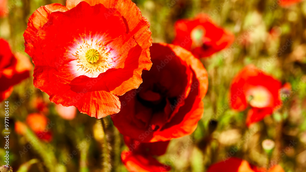Tender medicinal scarlet red poppies on a green summer field Tender medicinal scarlet red poppies on a green summer field