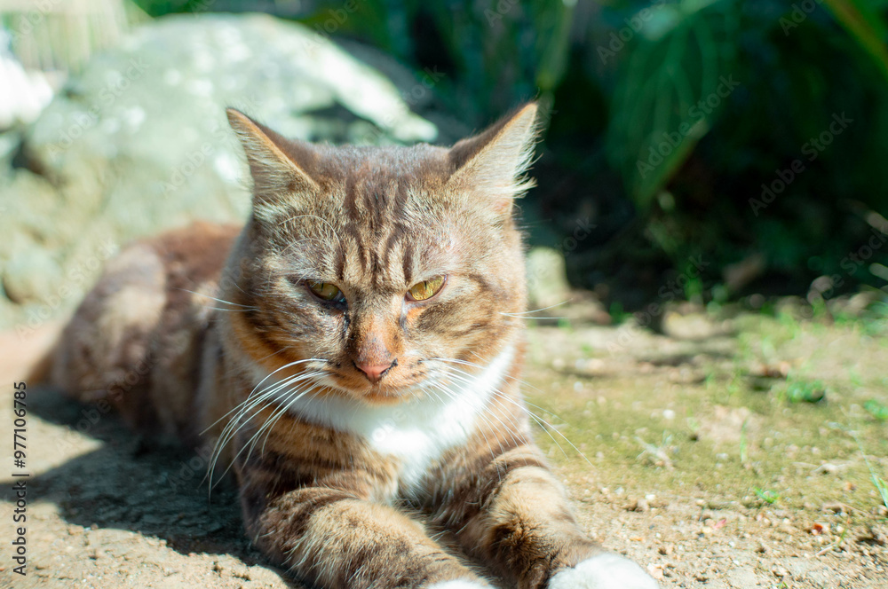 Naklejka premium brown cat sunbathing in the yard