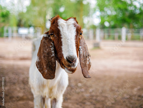 Cute little goats and funny in goats farm  close up. Portrait. headshot photo photo