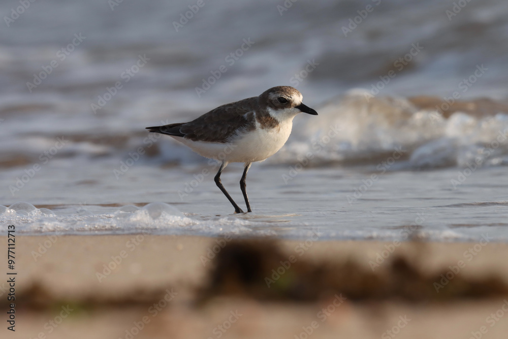 Plover standing on beach. Bird background. Plover standing on beach. Bird background.