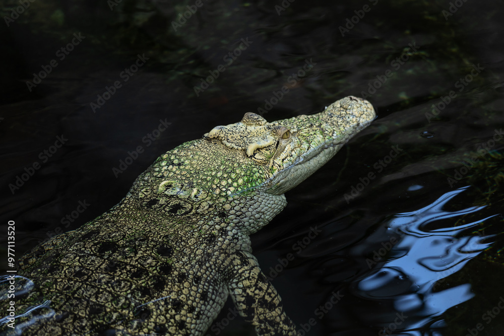 Obraz premium Echtes Krokodil