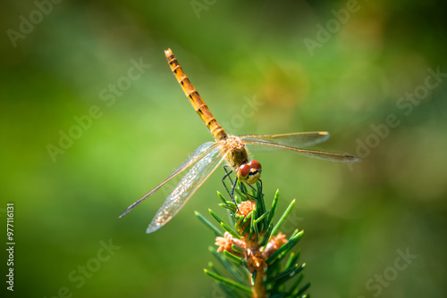 a dragonfly, sympetrum, perched on a spruce at a summer day