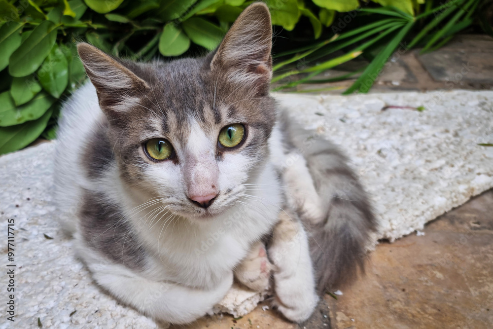 Le chaton Le chaton
