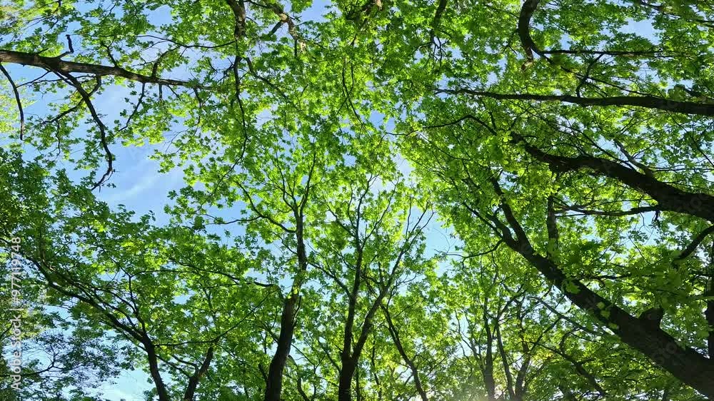 Bottom view of trees with young green leaves and blue sky. Outdoor walk in the forest. Sunny summer day. Natural nature. Bottom view of trees with young green leaves and blue sky. Outdoor walk in the forest. Sunny summer day. Natural nature.