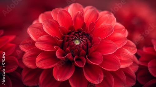 Autumn or fall season. Close up of a red dahlia a beautiful flower with vibrant petals showcasing a floral pattern in an autumn garden for a romantic layout