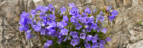 Scheuchzers Glockenblume (Campanula scheuchzeri) Alpenpflanze mit blauen Blüten, Panorama  photo