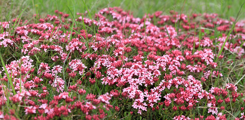 Seidelbast (Daphne) Alpenpflanze mit vielen Blüten, Panorama Seidelbast (Daphne) Alpenpflanze mit vielen Blüten, Panorama