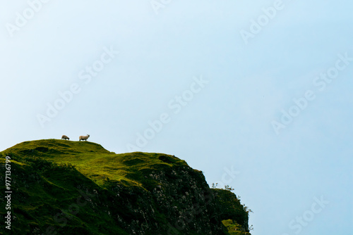 sheep on a mountain, blue sky background 