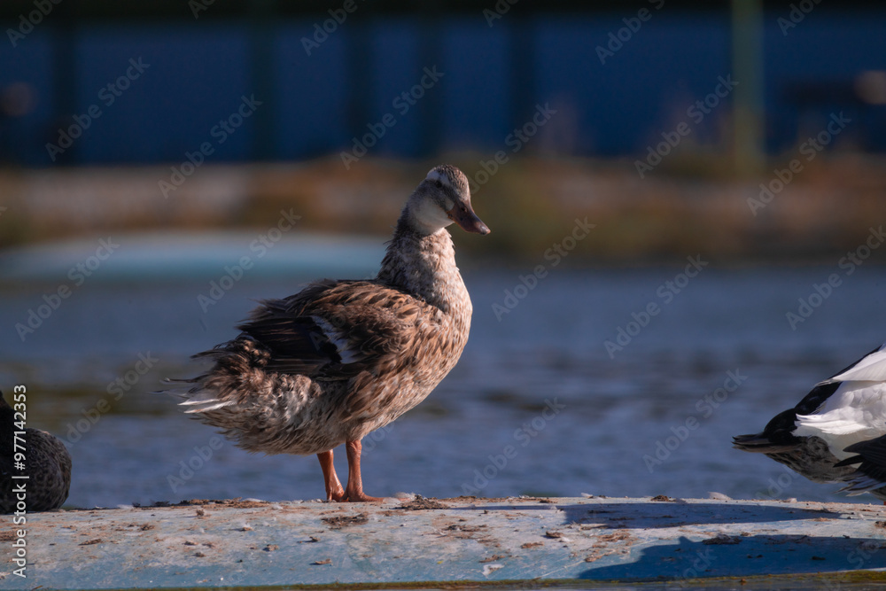 bird, duck, animal, water, nature, wildlife, goose, beak, sea, lake, seagull, gull, feather, pond, wild, geese, mallard, white, birds, flight, ocean, wing, feathers bird, duck, animal, water, nature, wildlife, goose, beak, sea, lake, seagull, gull, feather, pond, wild, geese, mallard, white, birds, flight, ocean, wing, feathers