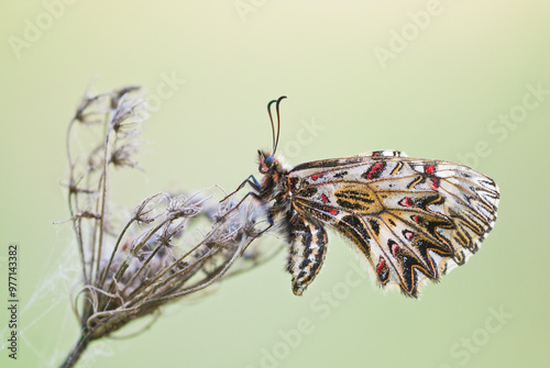 Southern festoon (Zerynthia polyxena), a beautiful rare butterfly species of warm climates on the withered inflorescence of a wild carrot.