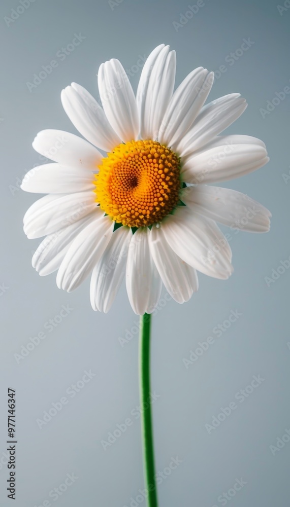 Single White Daisy with Yellow Center and Green Stem, Isolated on a Soft Blue Background Single White Daisy with Yellow Center and Green Stem, Isolated on a Soft Blue Background