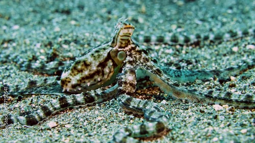 smart black and white mimic octopus, sandy seabed crawling on a tropical coral reef, mimicking changing poses, underwater macro, Philippines, Asia