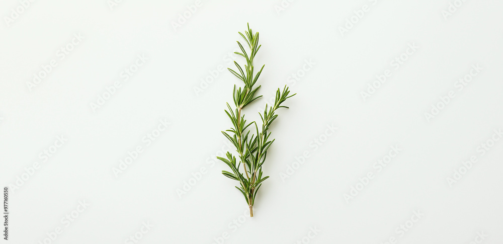 rosemary twig isolated on white rosemary twig isolated on white