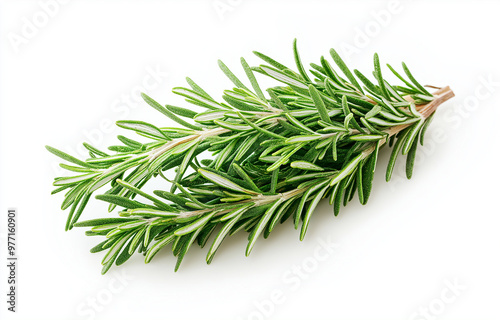 rosemary twig isolated on white