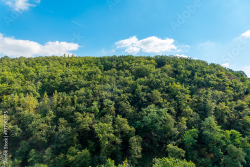 lush green forest with a clear blue sky in the background