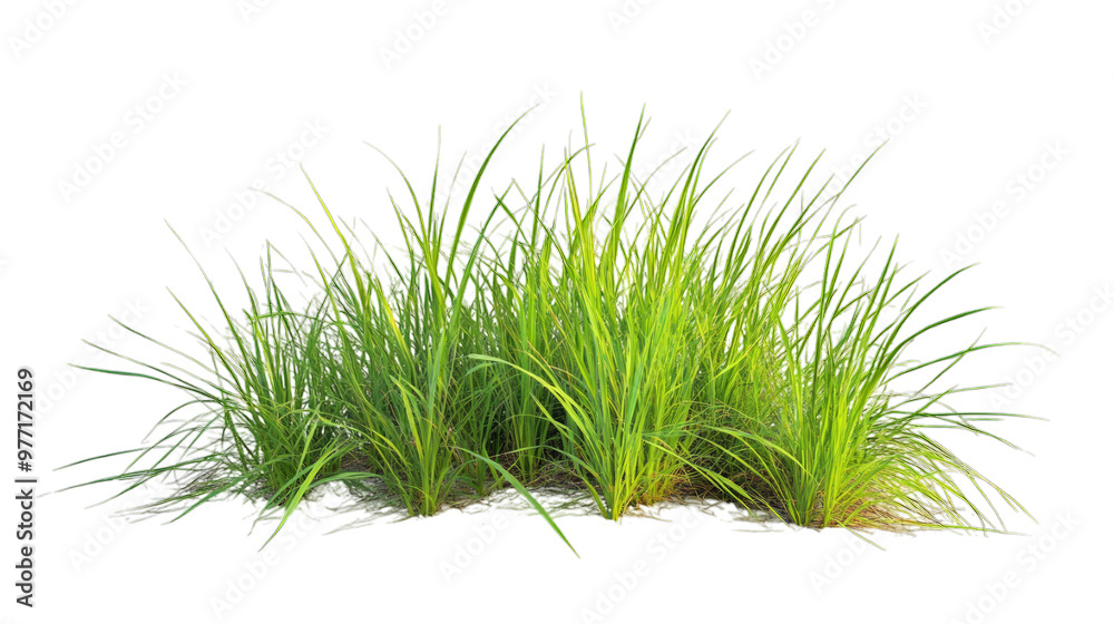 Obraz premium Grass isolated on transparent background, PNG, cut out