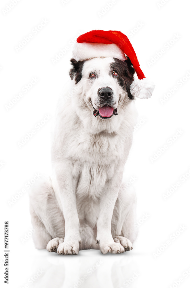 Alabai dog is wearing a Christmas Santa hat, isolated on white background