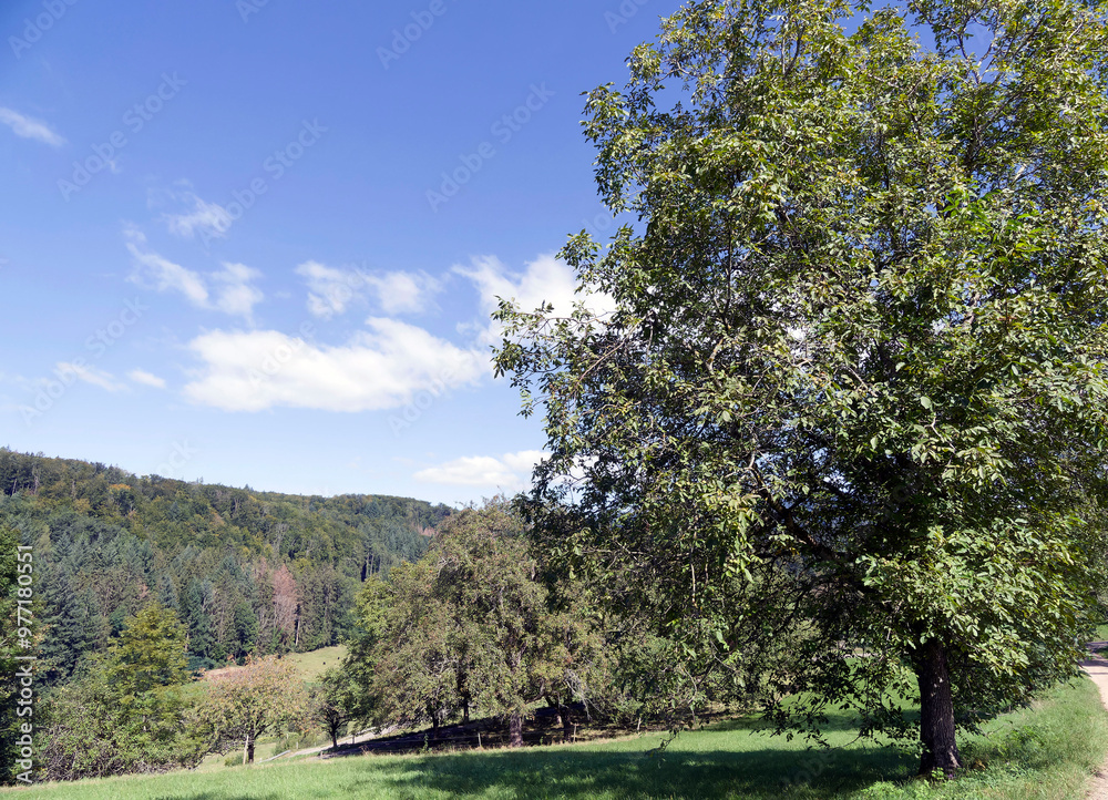 Majestätische Walnussbäume (Juglans regia) wachsen als Obstbaum inmitten eines Gartens im Schwarzwald in Deutschland Majestätische Walnussbäume (Juglans regia) wachsen als Obstbaum inmitten eines Gartens im Schwarzwald in Deutschland