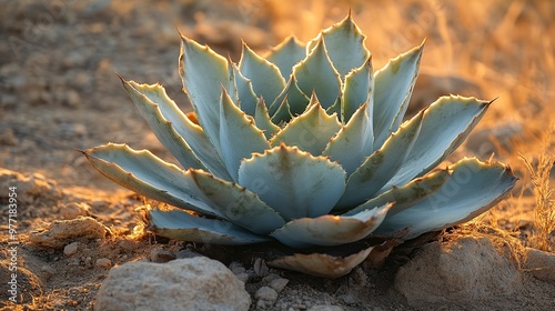 A beautifully lit agave plant showcasing its intricate leaves against a natural background.