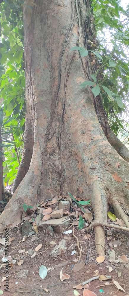 Fototapeta premium the bottom of a large tree
