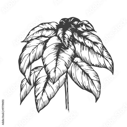 Basil plant ink drawing vector illustration on isolated white background. Hand drawn doodle with basil leaves and branch, fragrant herb, seasoning spice. For design, packing, label, print, paper, card