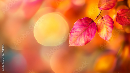 Vibrant autumn leaves with colorful bokeh background during a sunny fall day