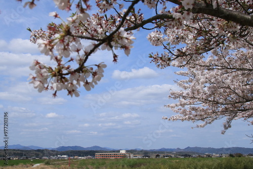 満開のおの桜づつみ回廊の桜と小野市の風景